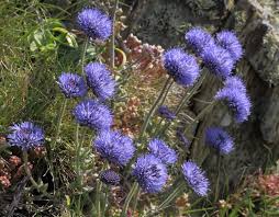 Attēlu rezultāti vaicājumam “Jasione montana leaf”