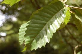 Attēlu rezultāti vaicājumam “Castanea sativa  leaf”