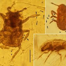 Attēlu rezultāti vaicājumam “Orthezia urticae”
