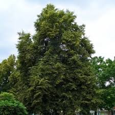 Attēlu rezultāti vaicājumam “Tilia amurensis”