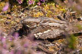 Attēlu rezultāti vaicājumam “Caprimulgus europaeus juvenile”