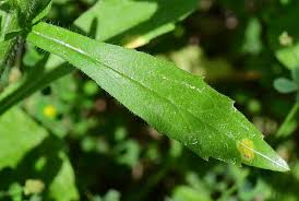 Attēlu rezultāti vaicājumam “Erigeron annuus leaf”