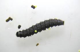 Attēlu rezultāti vaicājumam “Depressaria olerella imago”