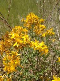Attēlu rezultāti vaicājumam “Hypericum perforatum flower”