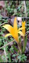Attēlu rezultāti vaicājumam “Colchicum luteum flower”