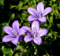 Image result for Campanula affinis