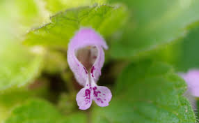 Attēlu rezultāti vaicājumam “Lamium purpureum flower”
