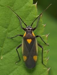 Attēlu rezultāti vaicājumam “Capsodes gothicus”