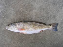 Image result for Sciaenops ocellatus