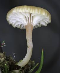 Attēlu rezultāti vaicājumam “Lichenomphalia umbellifera”