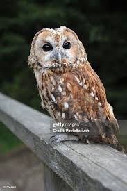 Image result for Strix aluco