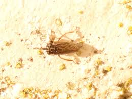 Attēlu rezultāti vaicājumam “Planaphrodes sp.”