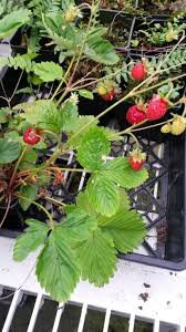 Image result for Fragaria vesca