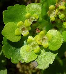 Attēlu rezultāti vaicājumam “Chrysosplenium alternifolium leaf”