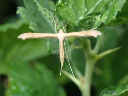 Attēlu rezultāti vaicājumam “Stenoptilia pterodactyla”