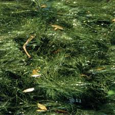 Attēlu rezultāti vaicājumam “Stuckenia pectinata”