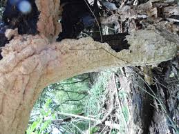 Attēlu rezultāti vaicājumam “Irpex lacteus”