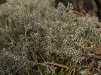 Attēlu rezultāti vaicājumam “Cladonia ciliata”