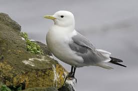 Attēlu rezultāti vaicājumam “Rissa tridactyla”