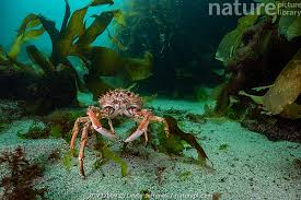 Image result for Maja brachydactyla