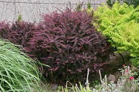 Attēlu rezultāti vaicājumam “Berberis thunbergii”