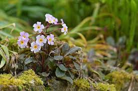 Attēlu rezultāti vaicājumam “Primula x margotae”