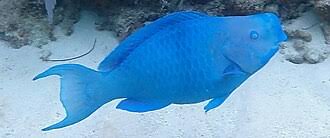 Image result for Scarus fuscopurpureus