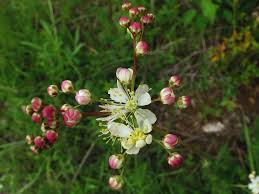 Attēlu rezultāti vaicājumam “Filipendula vulgaris bud”