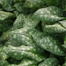 Image result for Lungenkraut