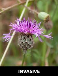 Attēlu rezultāti vaicājumam “Centaurea stoebe flower”