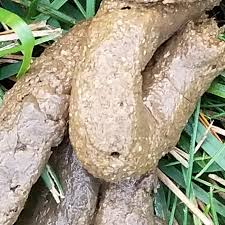 Image result for cestoda excrement dog