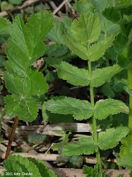 Image result for Pastinaca sativa