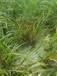 Attēlu rezultāti vaicājumam “Carex pseudocyperus female flower”