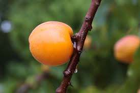 Attēlu rezultāti vaicājumam “Prunus armeniaca”