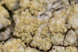 Attēlu rezultāti vaicājumam “Pertusaria flavida”