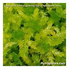 Attēlu rezultāti vaicājumam “Sphagnum”