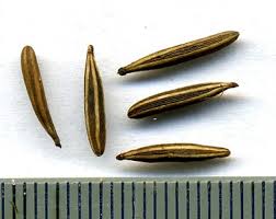 Attēlu rezultāti vaicājumam “Chaerophyllum aromaticum fruit”