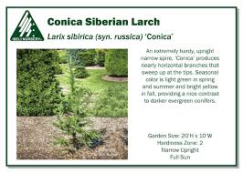 Attēlu rezultāti vaicājumam “Larix sibirica”