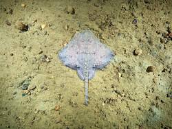 Image result for Amblyraja radiata