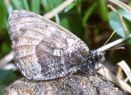 Attēlu rezultāti vaicājumam “Oeneis jutta underside”