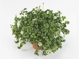 Attēlu rezultāti vaicājumam “Trifolium repens”