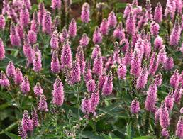 Attēlu rezultāti vaicājumam “Veronica longifolia”