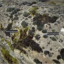 Attēlu rezultāti vaicājumam “Pleurocarpous mosses sporophyte”