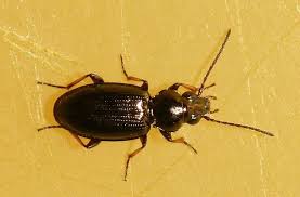 Attēlu rezultāti vaicājumam “Bembidion sp.”