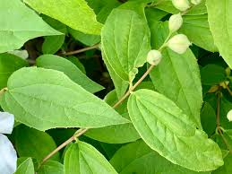 Attēlu rezultāti vaicājumam “Philadelphus coronarius leaf”