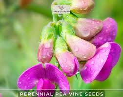 Attēlu rezultāti vaicājumam “Lathyrus latifolius bud”