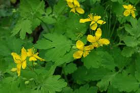 Image result for Chelidonium majus