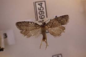 Attēlu rezultāti vaicājumam “Eana incanana”