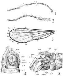 Attēlu rezultāti vaicājumam “Ptychoptera sp. female”