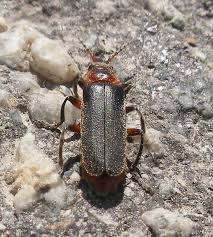 Attēlu rezultāti vaicājumam “Cantharis fusca larva”